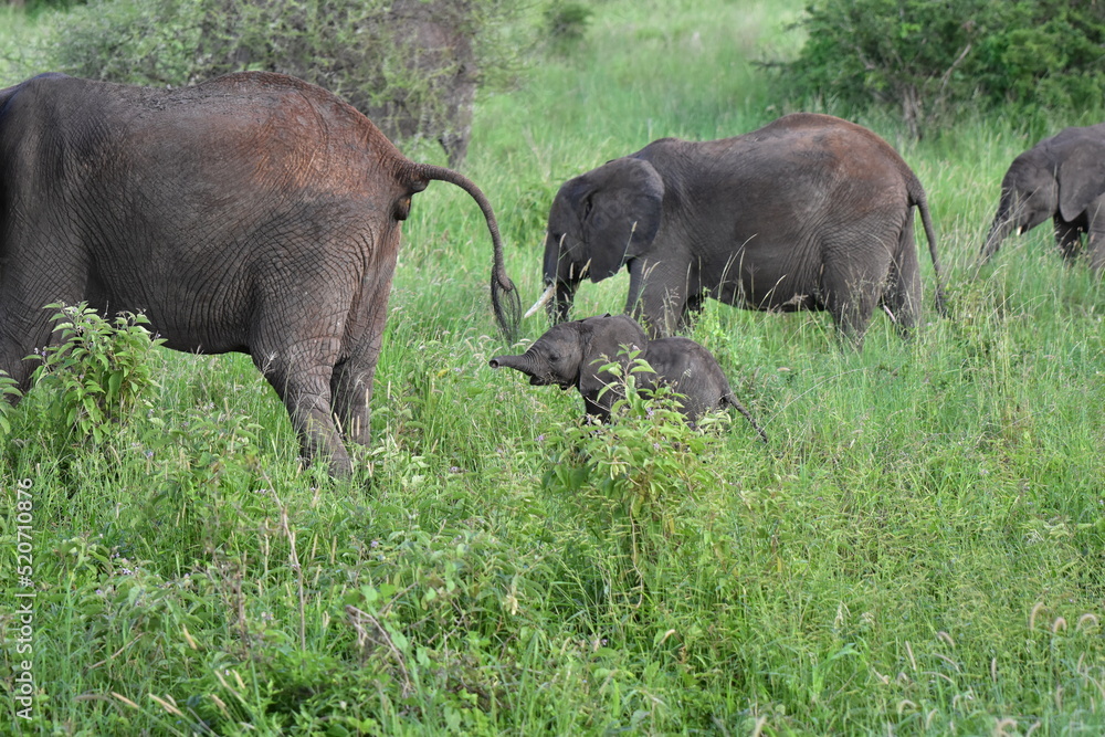 Obraz premium elephant, family, herd, king, calves, baby, large, animal, wild, wildlife, safari, mammal, nature, grass, africa, tanzania, serengeti, animals, green, spring