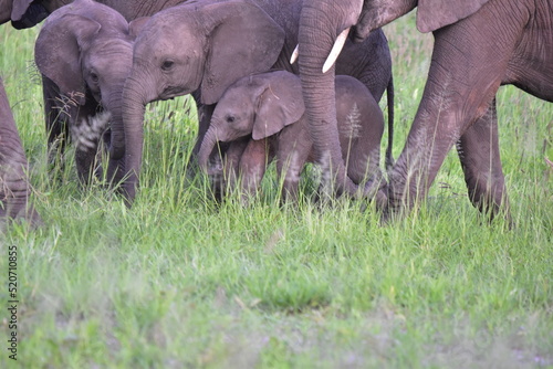 African Elephant family  in Serentegti  tanzania