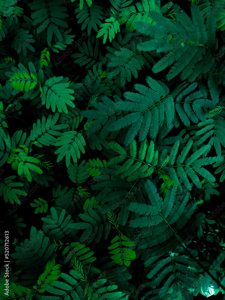 Fototapeta premium green fern background