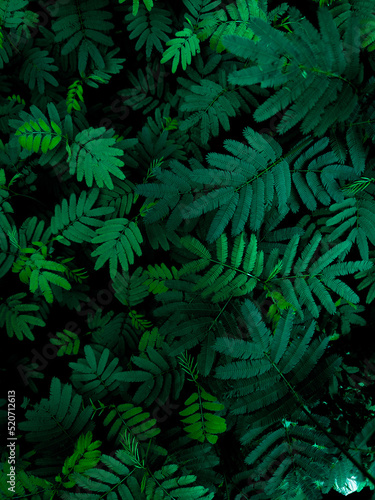 green fern background