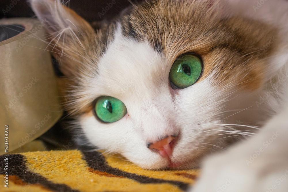 colored cat close-up face with green eyes