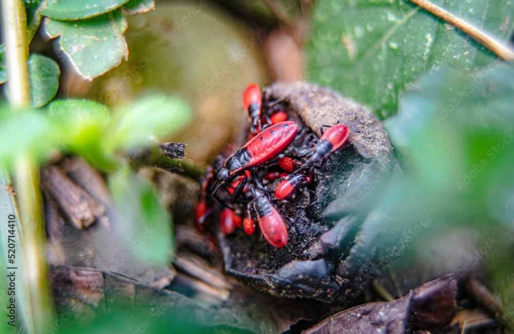 Red insects were swarming to gnaw on the rotten fruit that had fallen Red insects were swarming to gnaw on the rotten fruit that had fallen