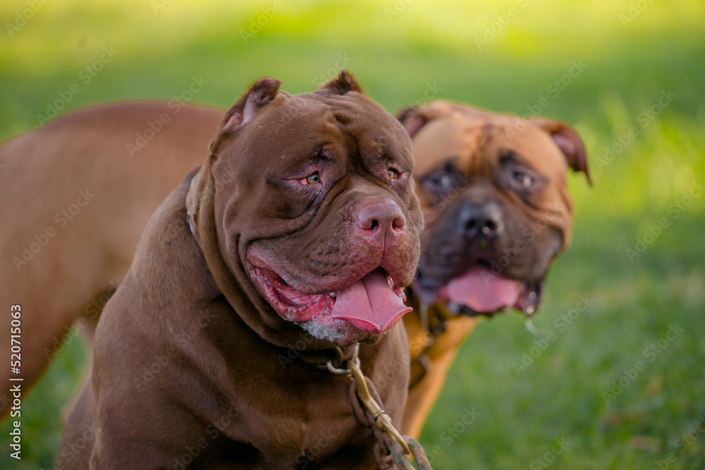 Two brown pitbull puppy on the green field.