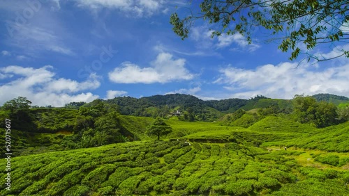 4K Timelapse of beautiful green tea plantation after sunrise.