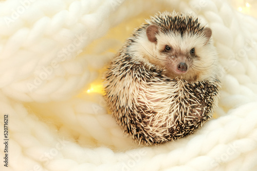 Hedgehog.Cute African white-bellied hedgehog in a white knitted scarf.Winter season for pets.Hedgehogs and Christmas cozy holiday mood.Cute little hedgehog