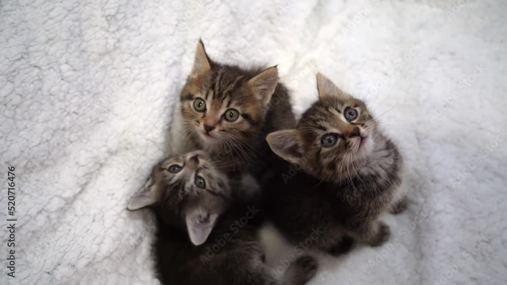 three kittens. cute kittens look at the camera. cat children three kittens. cute kittens look at the camera. cat children