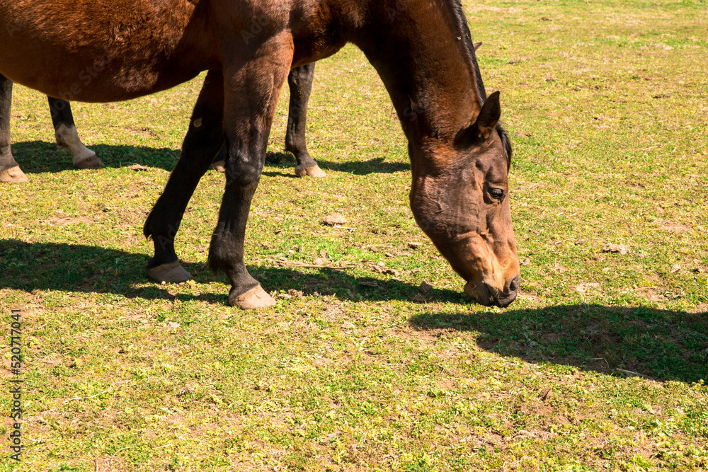 View of a grass-eating horse Stock Photo | Adobe Stock