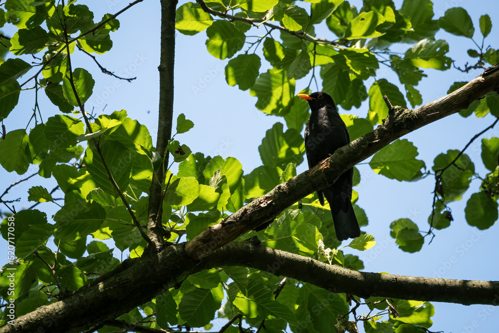 A male bird scythe on a branch. A male bird scythe on a branch.