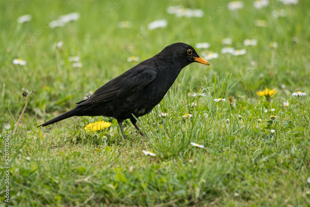 Male blackbird on the ground in the grass. Male blackbird on the ground in the grass.