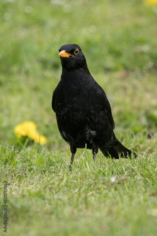 Male blackbird on the ground in the grass. Male blackbird on the ground in the grass.