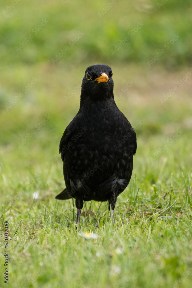 Fototapeta premium Male blackbird on the ground in the grass.