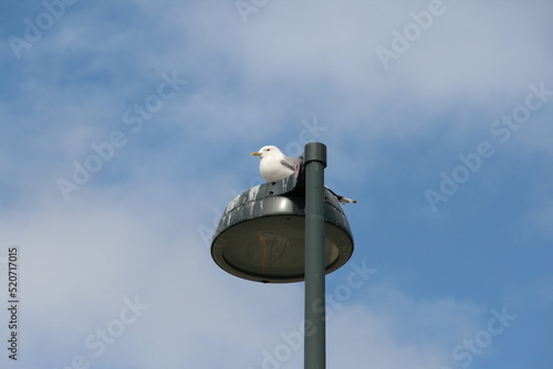 Möwe auf einer Strassenlaterne photo