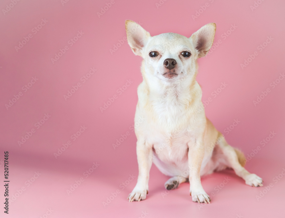  fat brown  short hair chihuahua dog, sitting on pink background with copy space, looking at camera, isolated.