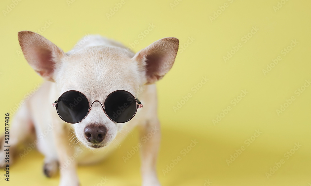 brown chihuahua dog wearing sunglasses sitting  on yellow background with copy space. summer traveling concept.