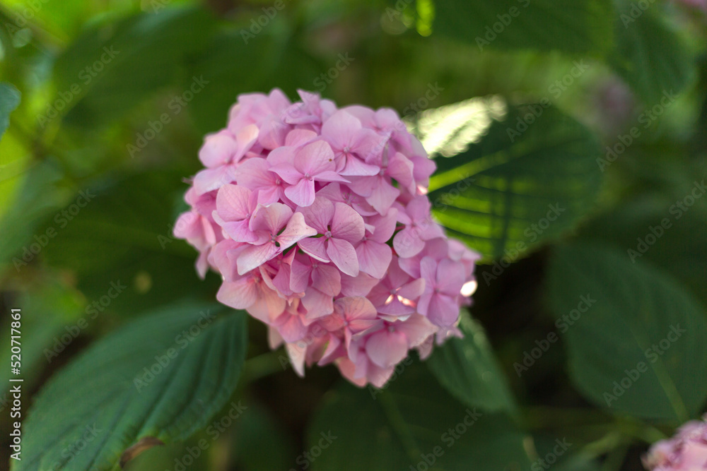 Close up light pink hortensia fresh flowers blur background. Close up light pink hortensia fresh flowers blur background.