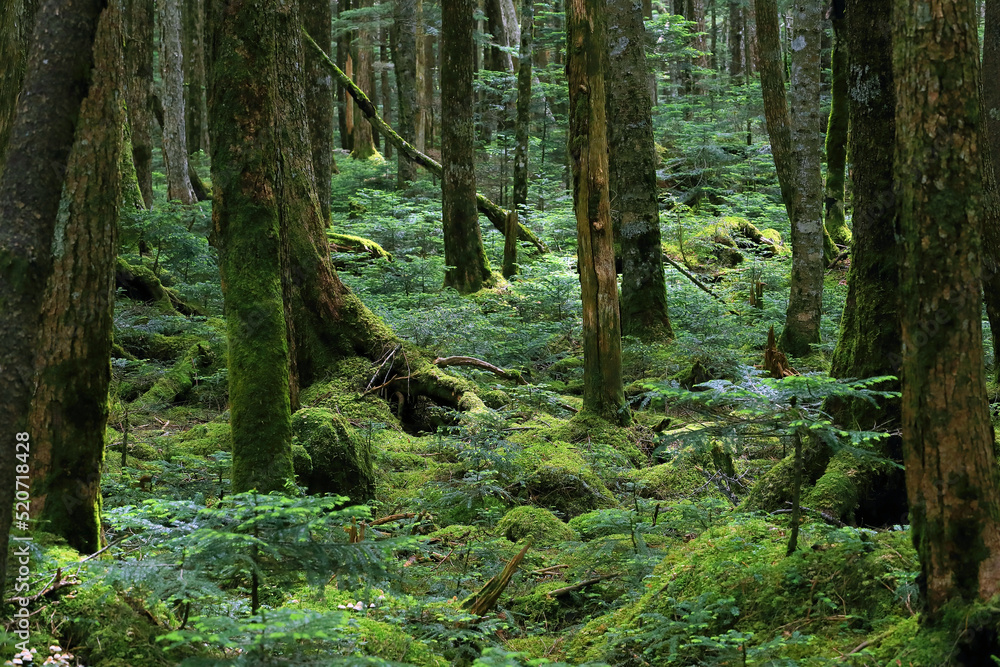 木洩れ日がさす、美しい苔の森と原生林 木洩れ日がさす、美しい苔の森と原生林
