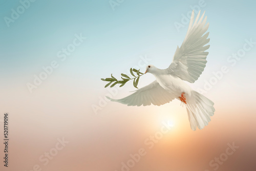 Fotobehang white dove or white pigeon carrying olive leaf branch on pastel background and c