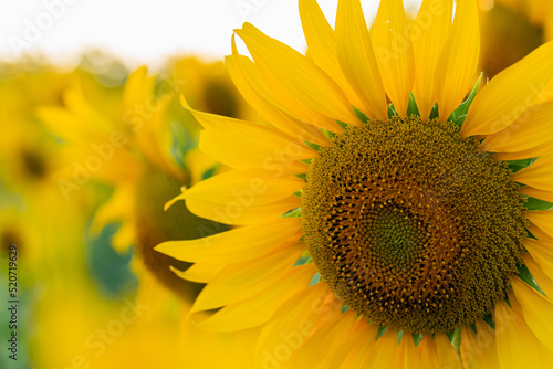 sunflower close up