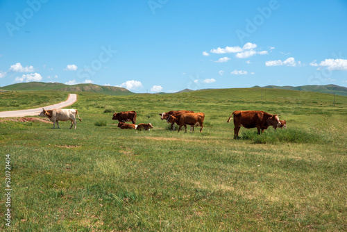 Cattle on the prairie graze or sleep