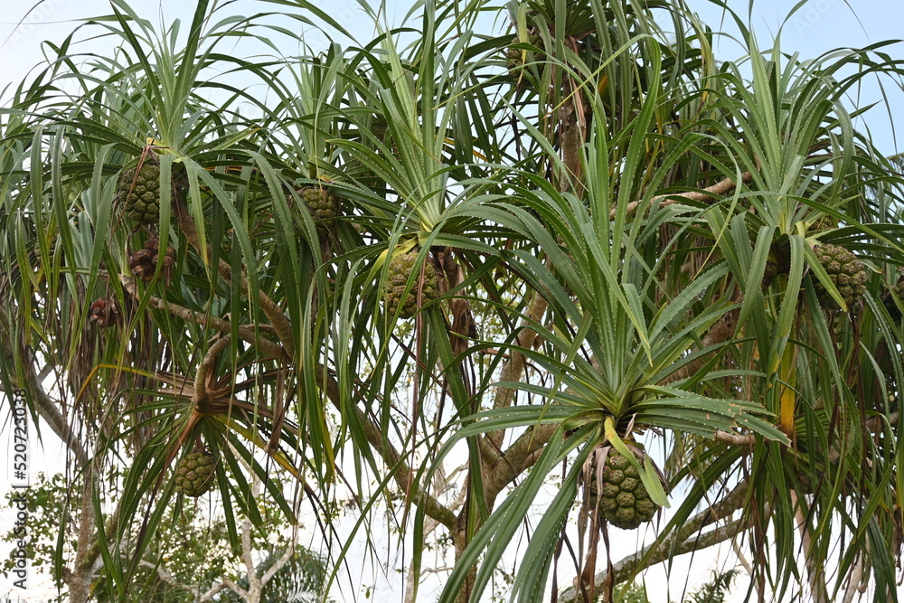 Pandanus odorifer is an aromatic monocot species of plant in the family Pandanaceae. This thorny pandan is often found on the coast of the island of Bangka, Indonesia Pandanus odorifer is an aromatic monocot species of plant in the family Pandanaceae. This thorny pandan is often found on the coast of the island of Bangka, Indonesia
