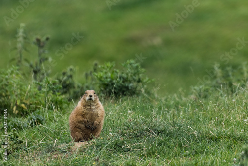 little prairie dog sits on a green meadow and looks into the camera © thomaseder