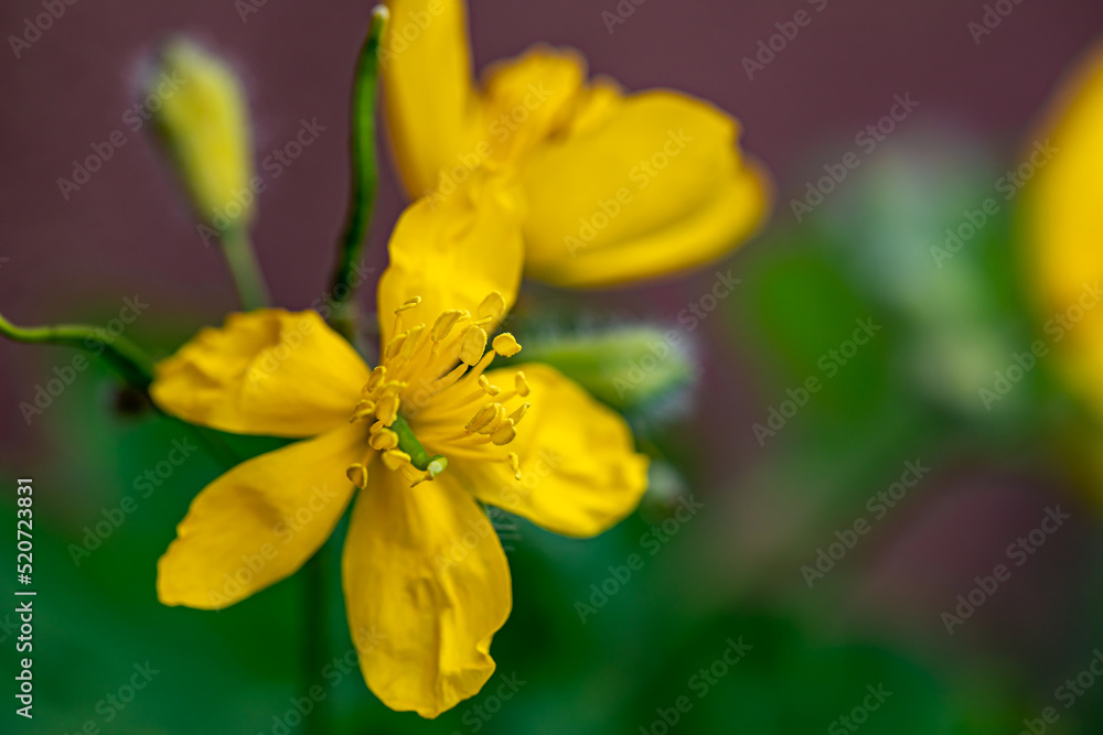 Chelidonium majus flower in meadow, close up Chelidonium majus flower in meadow, close up