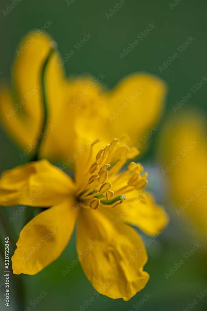 Chelidonium majus flower growing in meadow, close up Chelidonium majus flower growing in meadow, close up