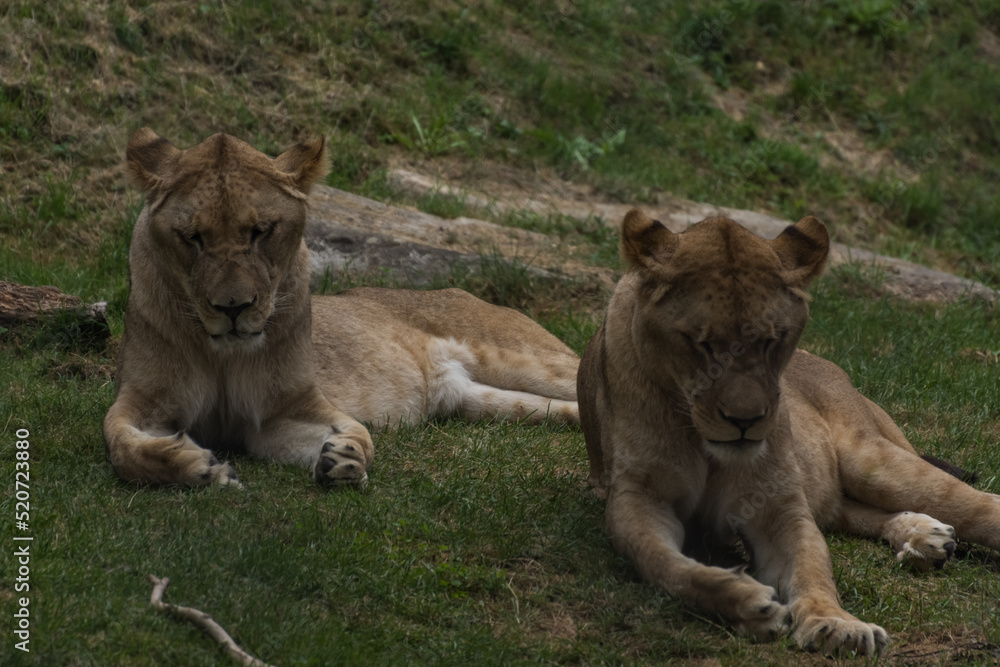 Fototapeta premium single lion looks like doing yoga exercises