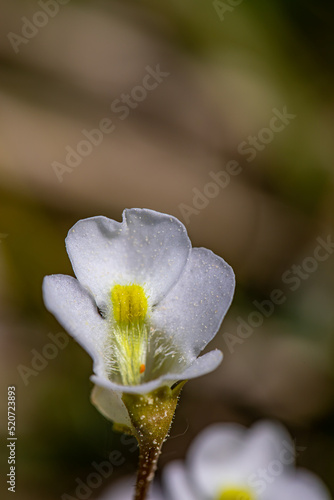 Pinguicula alpina flower growing in meadow, close up shoot	 photo