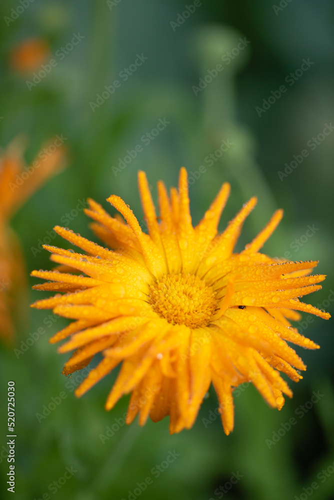Obraz premium calendula flowers in the garden