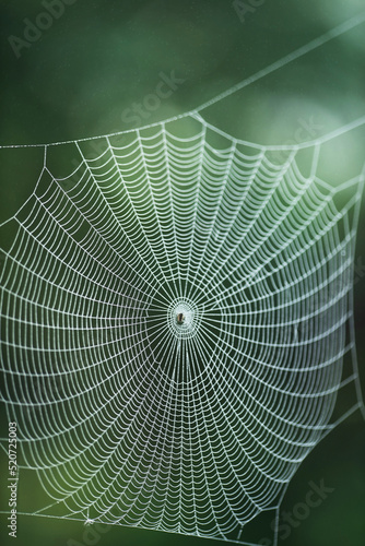 Web in dewdrops after a morning fog