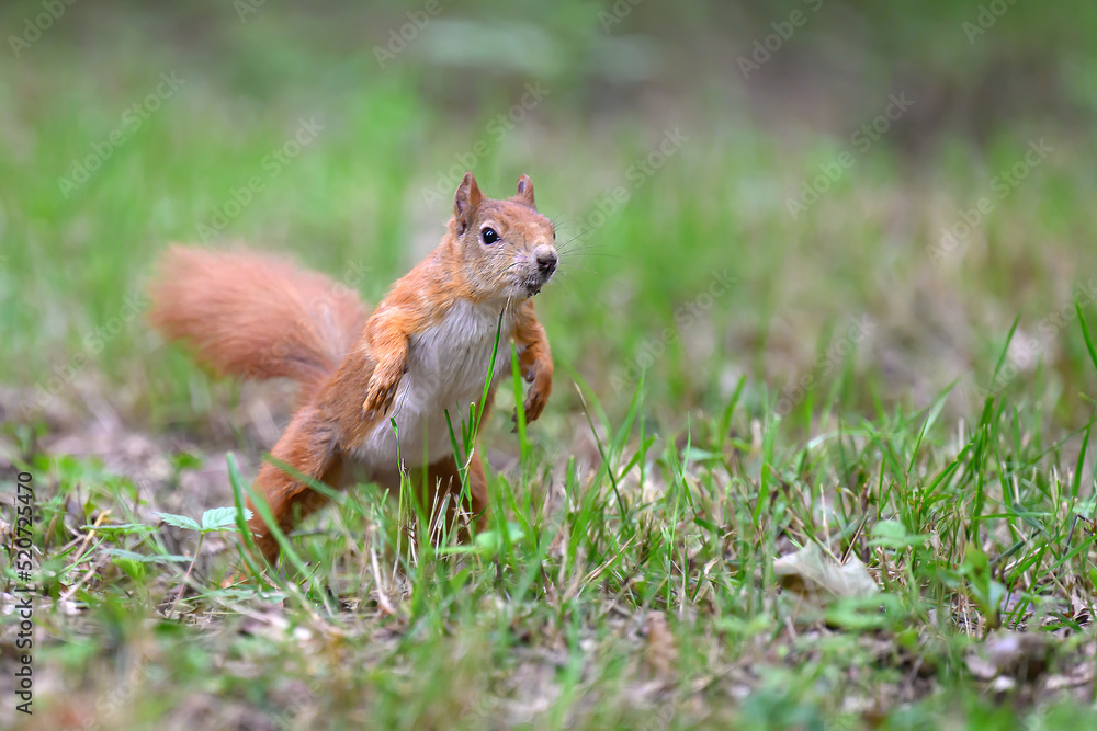 A squirrel in the forest rears up and prepares to jump. A squirrel in the forest rears up and prepares to jump.