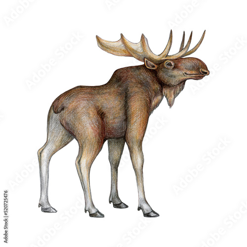 Hand drawn moose. Realistic north forest wildlife animal. Big male moose Canada  Alaska  North America  Europe woodland mammal. Isolated on white background