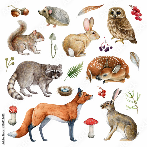 Forest animals hand drawn set. Realistic wildlife animals and natural elements collection. Raccoon, bunny, rabbit, brown owl, red fox, squirrel forest fern and mushrooms elements. White background