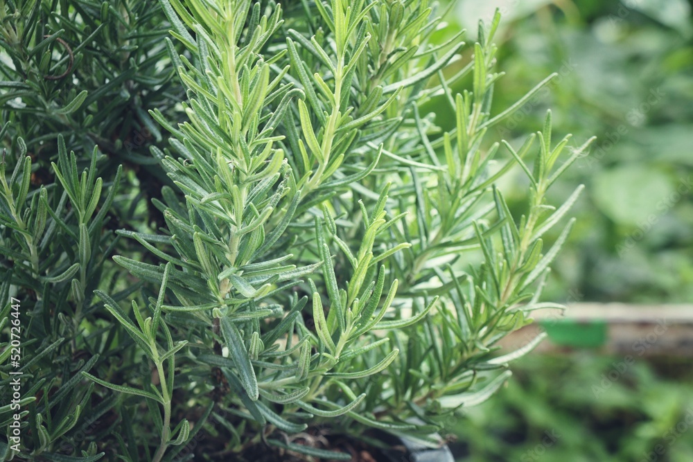 Close up of fresh rosemary herb Close up of fresh rosemary herb