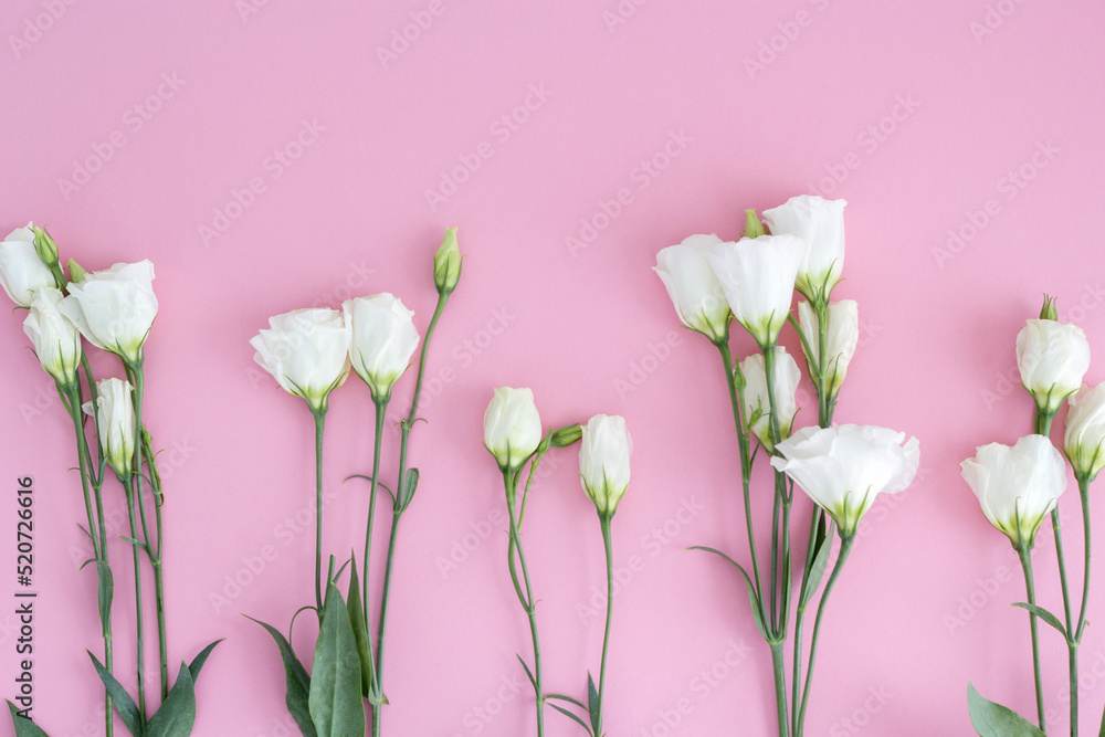 White fresh eustoma flowers on a light pink background. Pastel color. Flat lay. Close-up. Empty space for inspirational text, great quote or positive sayings. White fresh eustoma flowers on a light pink background. Pastel color. Flat lay. Close-up. Empty space for inspirational text, great quote or positive sayings.