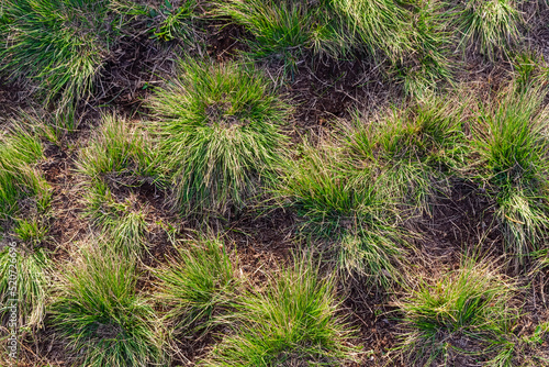 Bunches of grass on the ground, background image