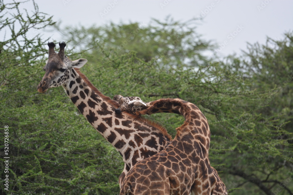 Elegant Giraffe in serengeti, tanzania, africa Elegant Giraffe in serengeti, tanzania, africa
