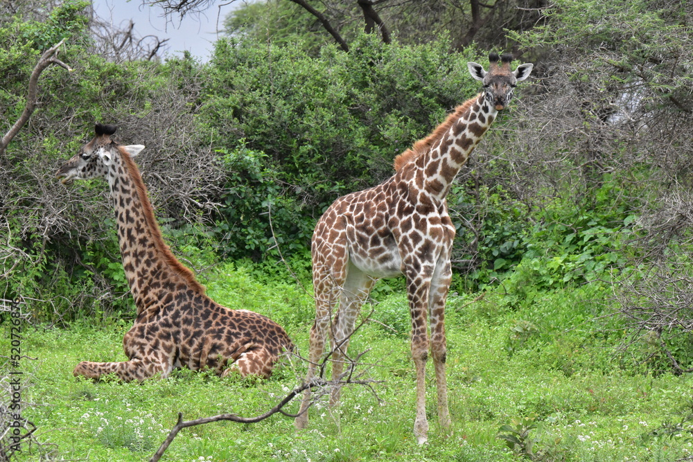Obraz premium Elegant Giraffe in serengeti, tanzania, africa