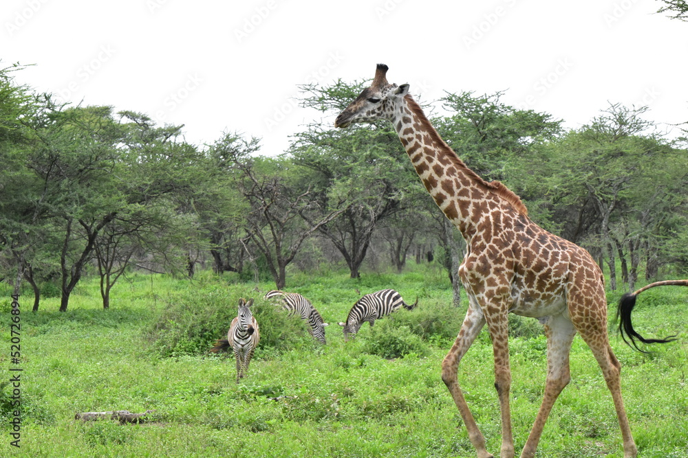 Elegant Giraffe in serengeti, tanzania, africa Elegant Giraffe in serengeti, tanzania, africa