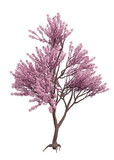 3D Blooming sakura tree