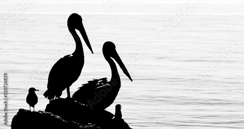 Two black and white pelican silhouettes facing rightwards, staring out to sea 
