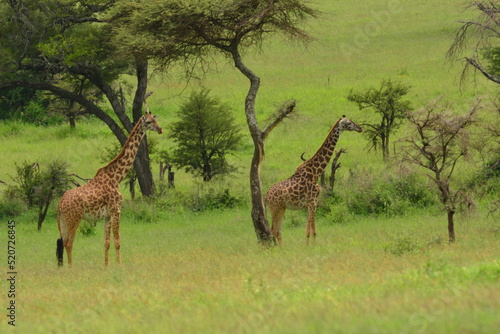 Elegant Giraffe in serengeti, tanzania, africa © Steve