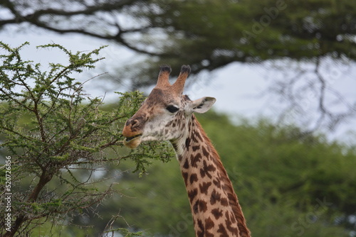 Elegant Giraffe in serengeti, tanzania, africa