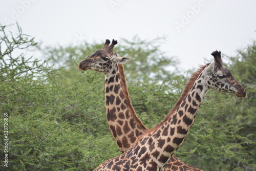 Elegant Giraffe in serengeti  tanzania  africa
