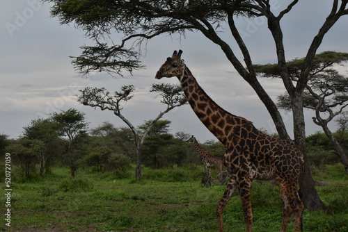 Elegant Giraffe in serengeti, tanzania, africa