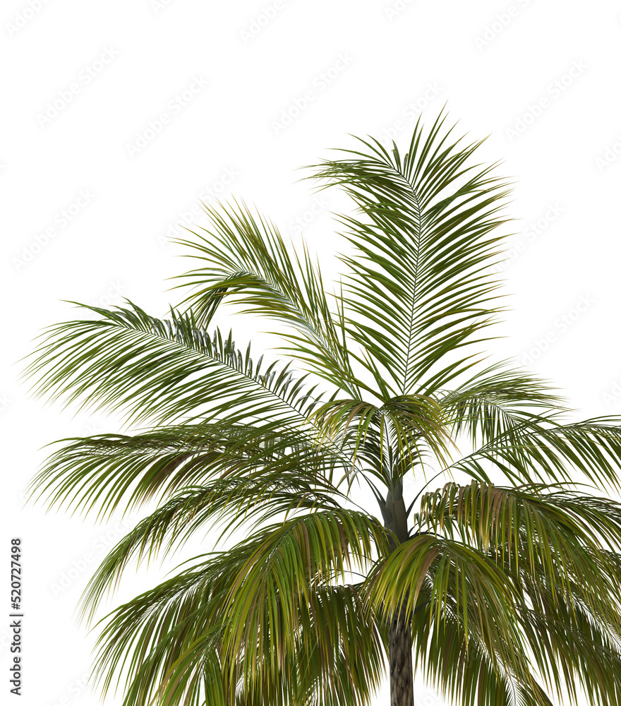 Fototapeta premium 3D Green palm tree