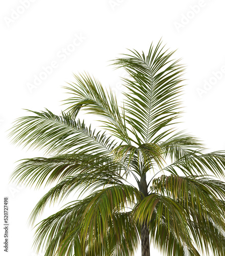 3D Green palm tree