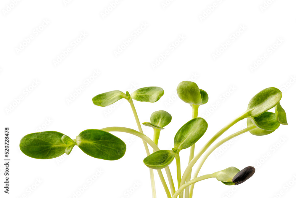 Bunch of Fresh Sunflower microgreens on the white background. Seed Germination. Bunch of Fresh Sunflower microgreens on the white background. Seed Germination.