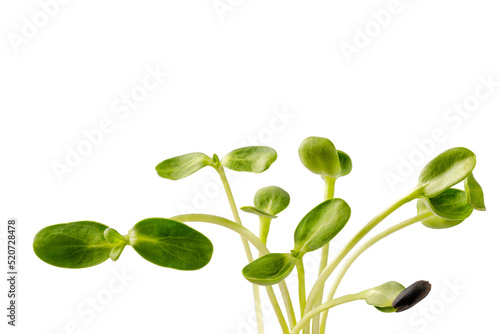 Bunch of Fresh Sunflower microgreens on the white background. Seed Germination.